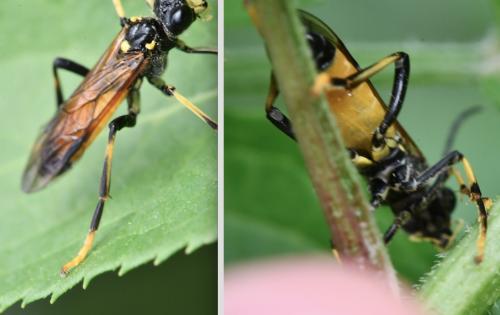 Réf. 341 205 : Tenthredo maculata maculata